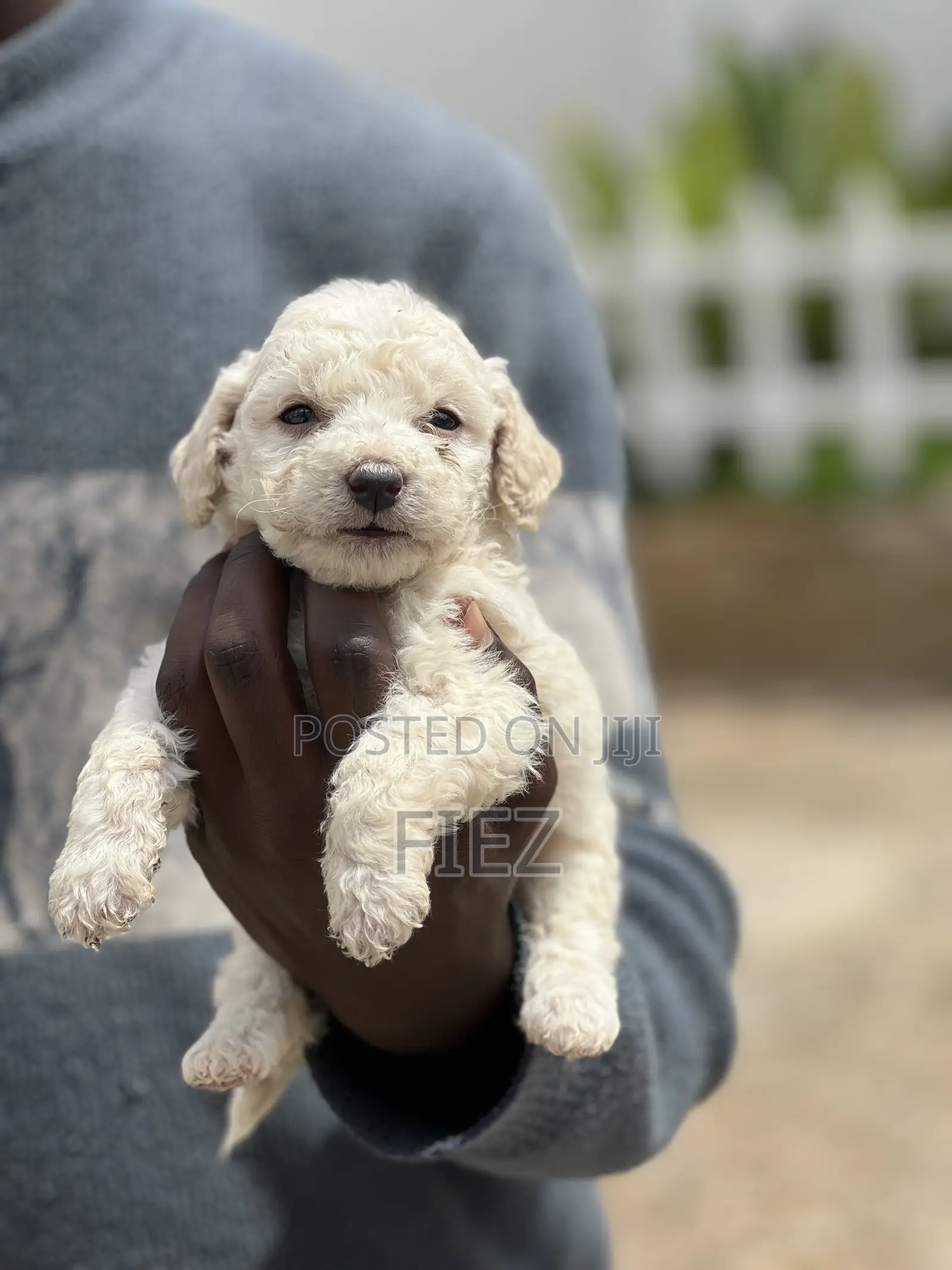 1-3 months Female Purebred Maltese