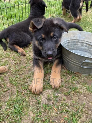 1-3 months Male Purebred German Shepherd