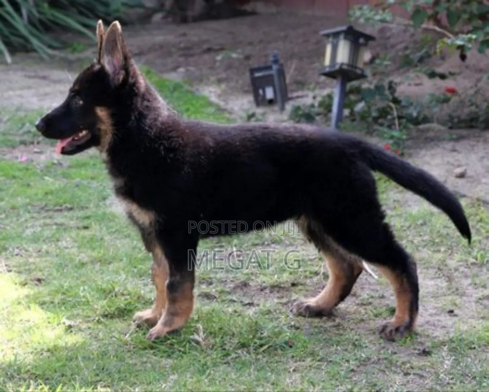 1-3 months Male Purebred German Shepherd