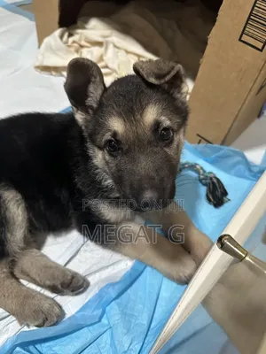 1-3 months Male Purebred German Shepherd