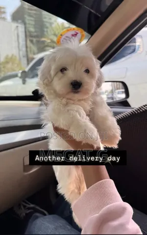 1-3 months Male Purebred Maltese