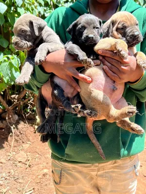 1-3 months Male Purebred American Pit Bull Terrier