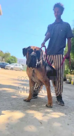 1-3 months Male Purebred Bullmastiff