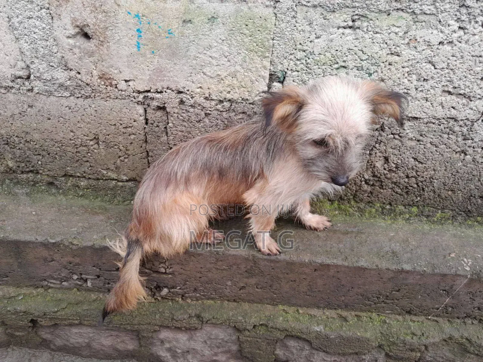1-3 months Male Purebred Maltese