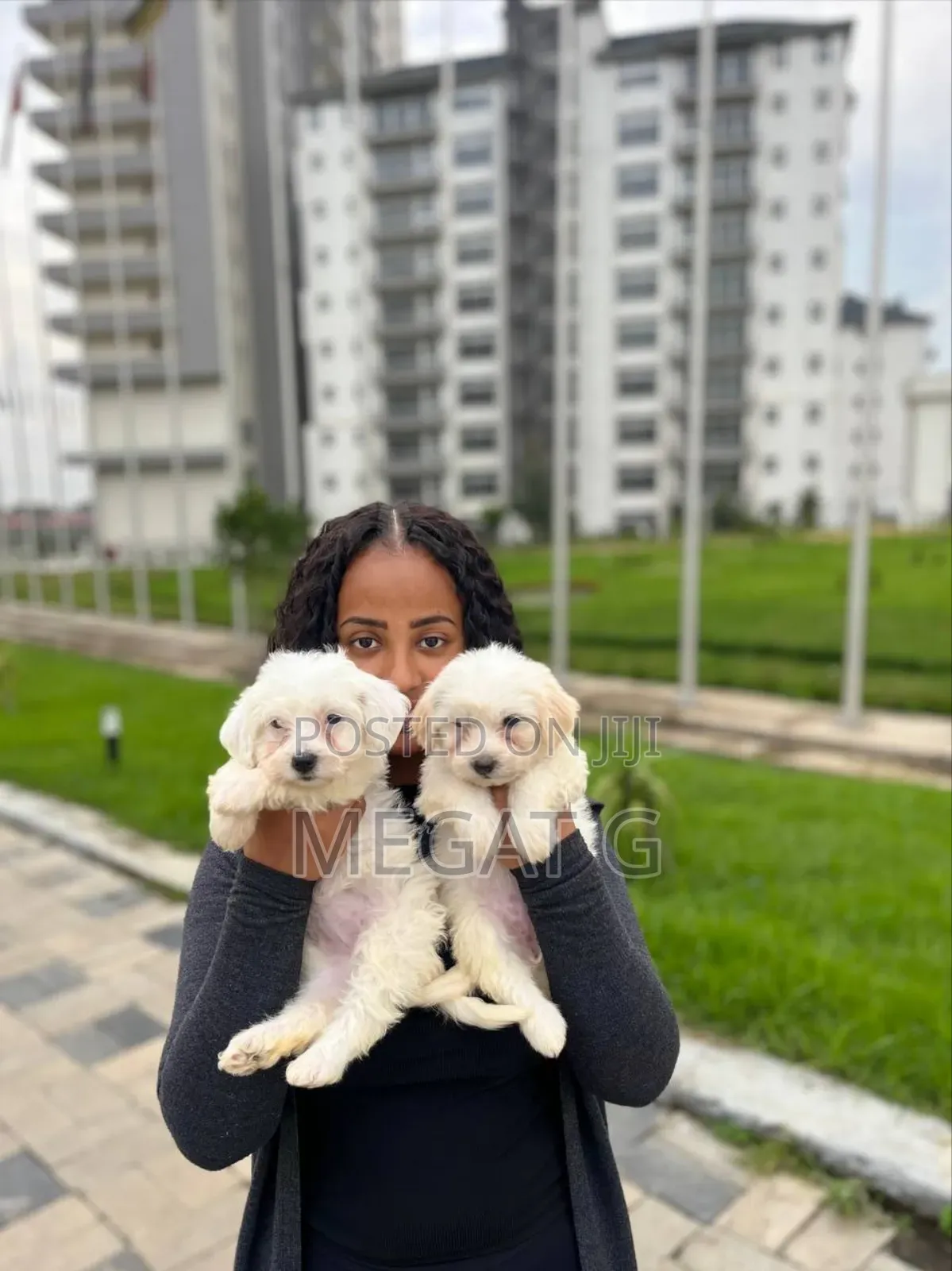 1-3 months Male Purebred Maltese