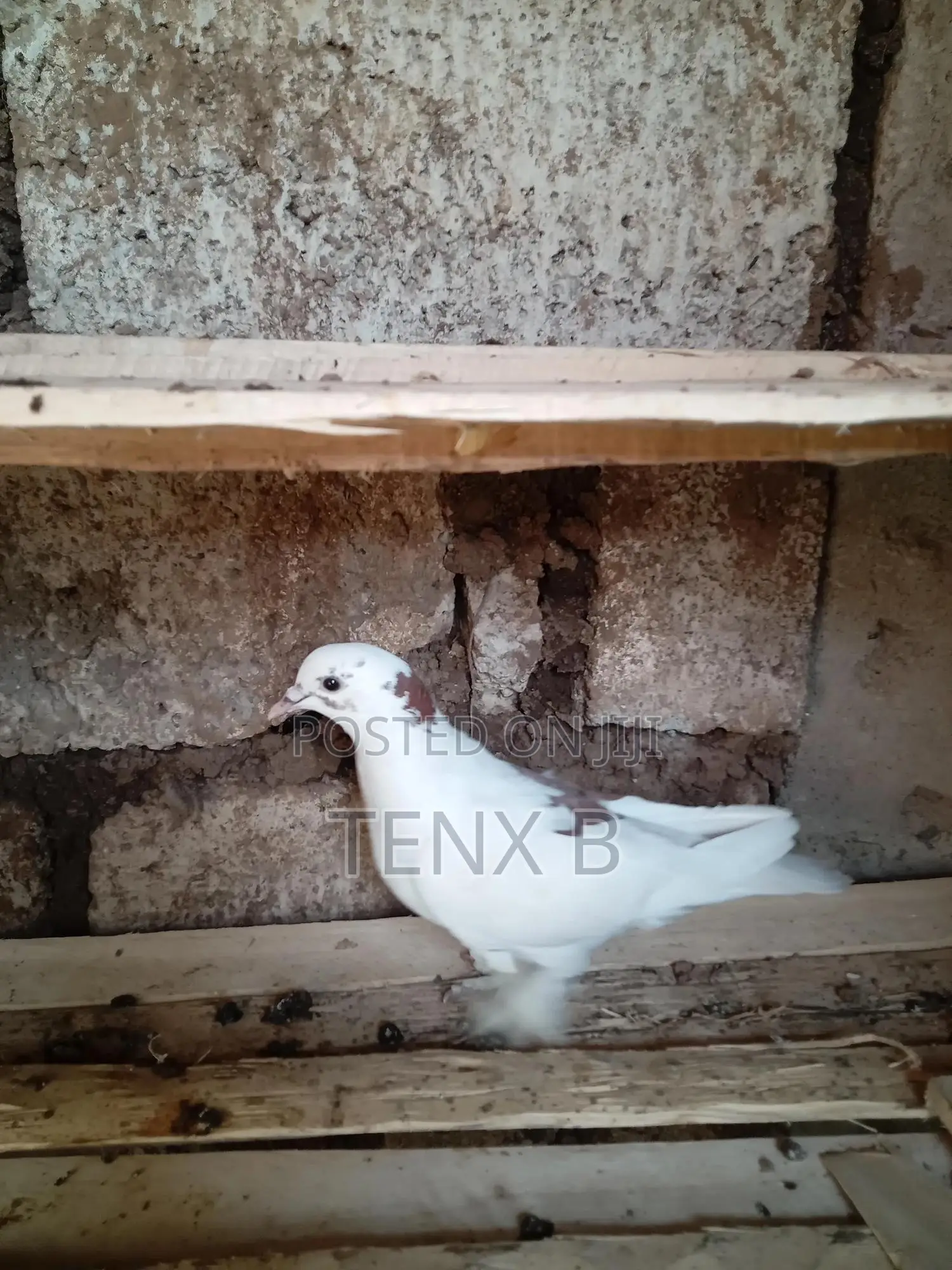 Feather-Legged Brown Back Pigeon: ወገበ ቡኒ የላባ ጆፌ እርግብ