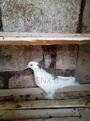 Feather-Legged Brown Back Pigeon: ወገበ ቡኒ የላባ ጆፌ እርግብ