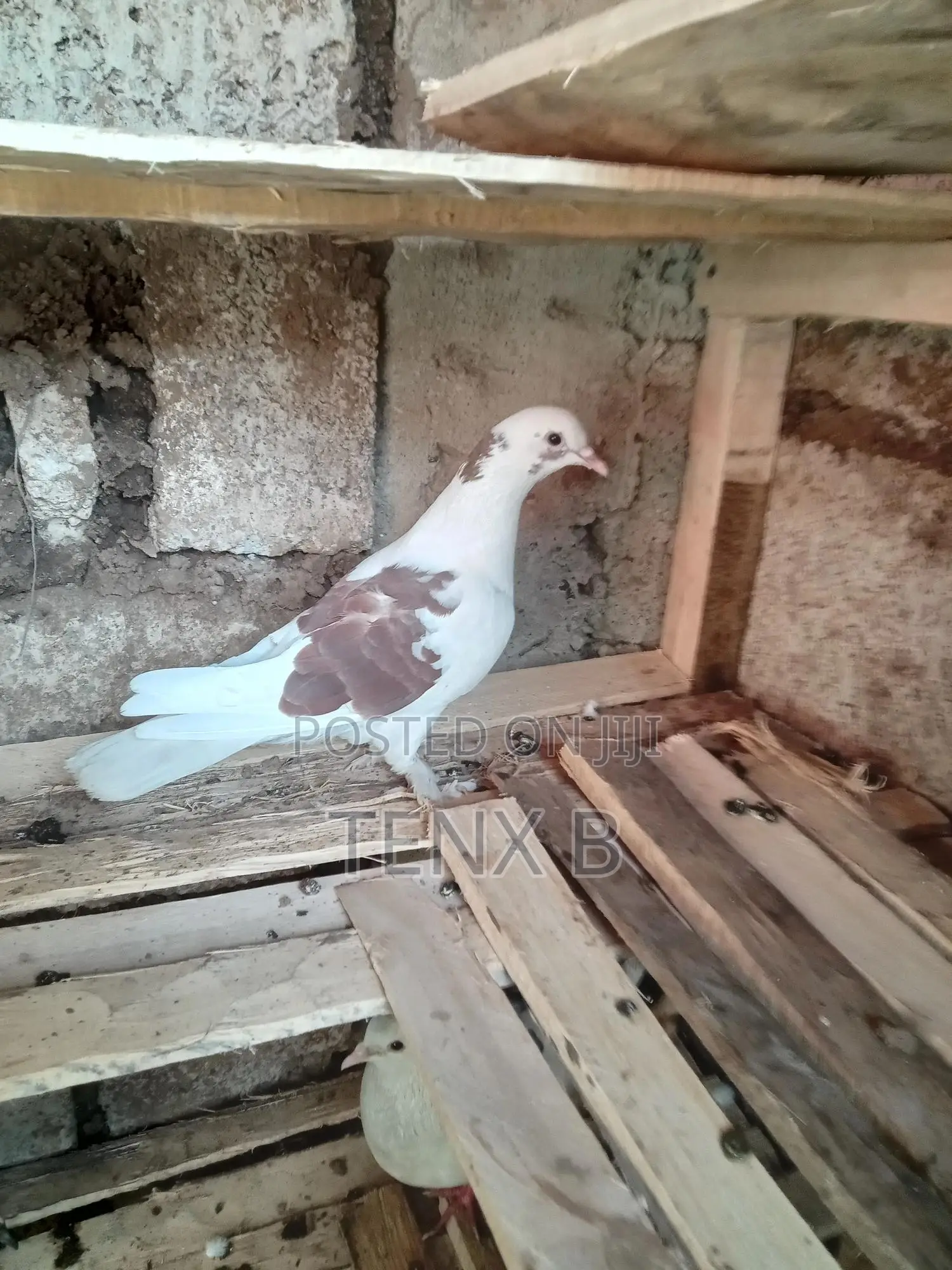 Feather-Legged Brown Back Pigeon: ወገበ ቡኒ የላባ ጆፌ እርግብ