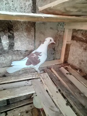 Feather-Legged Brown Back Pigeon: ወገበ ቡኒ የላባ ጆፌ እርግብ