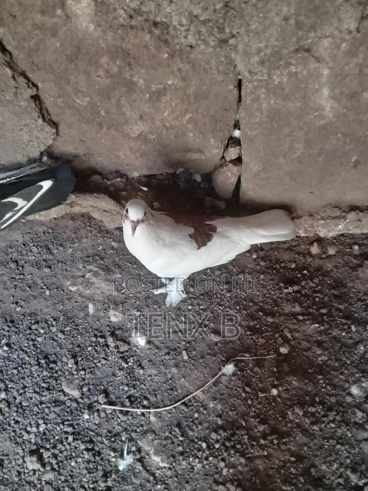 Feather-Legged Brown Back Pigeon: ወገበ ቡኒ የላባ ጆፌ እርግብ