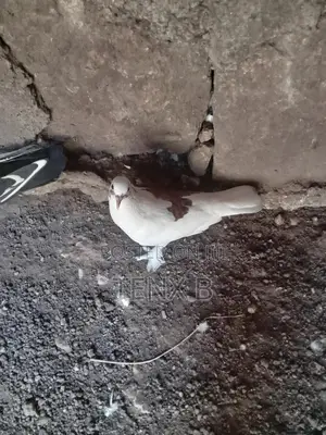 Feather-Legged Brown Back Pigeon: ወገበ ቡኒ የላባ ጆፌ እርግብ