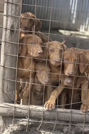 1-3 months Male Purebred Rhodesian Ridgeback