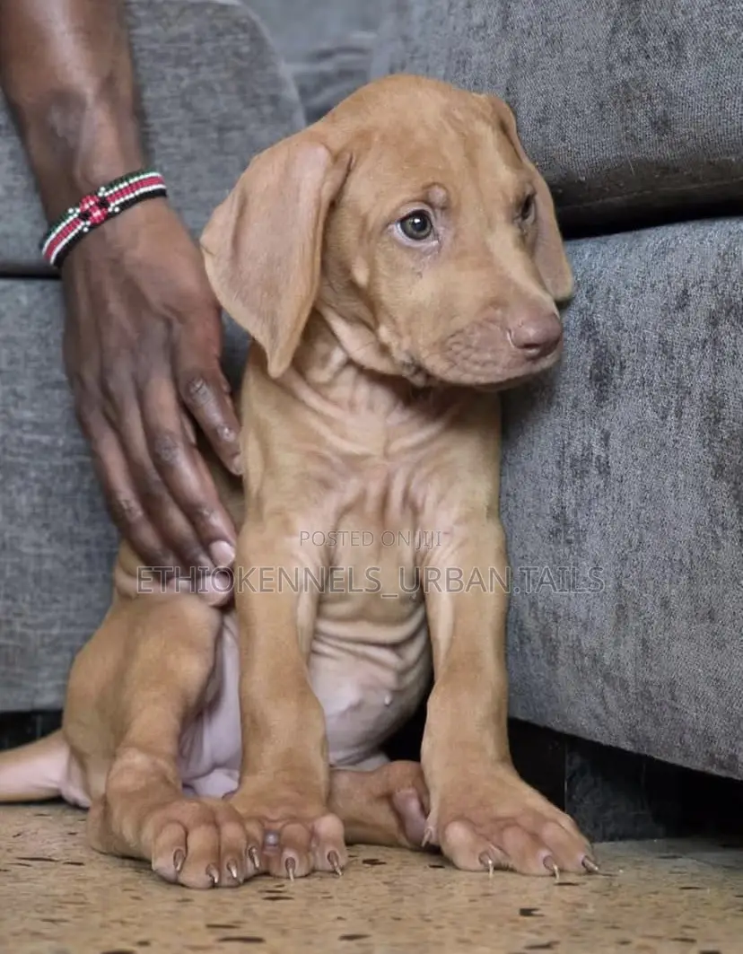 1-3 months Male Purebred Rhodesian Ridgeback