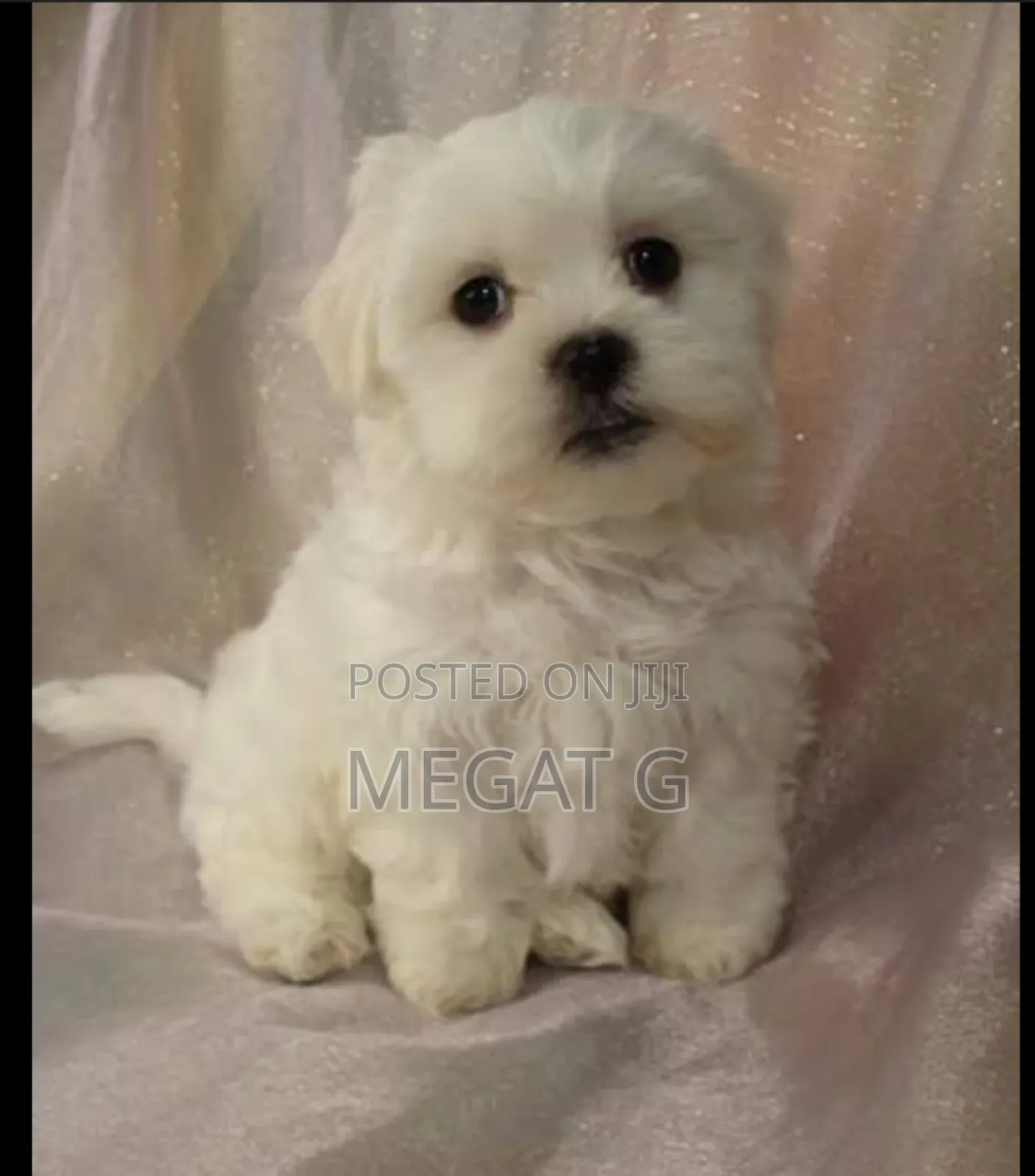 1-3 months Male Purebred Maltese