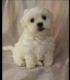 1-3 months Male Purebred Maltese
