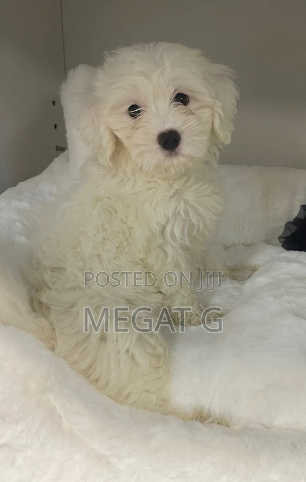 1-3 months Male Purebred Maltese