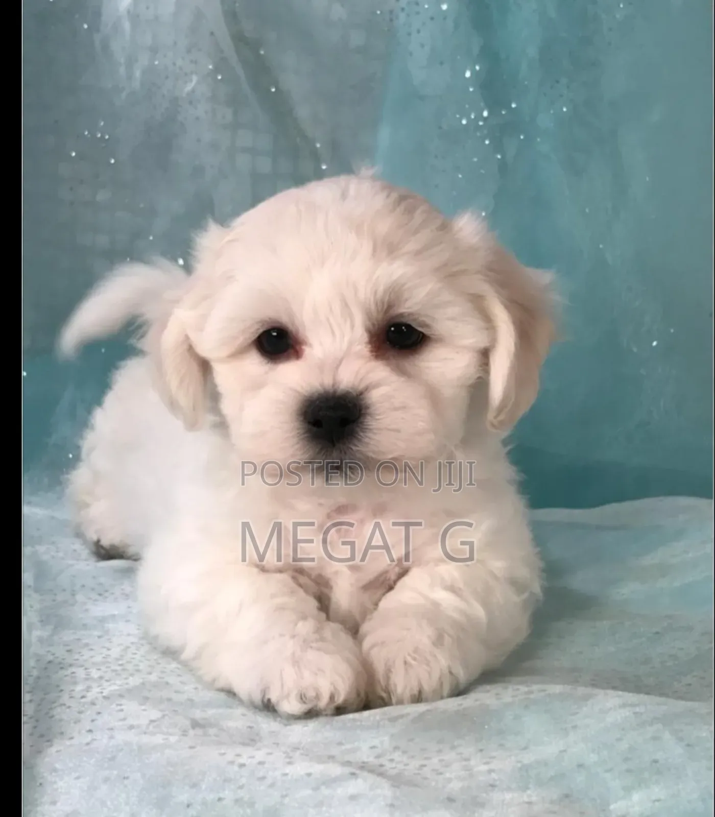 1-3 months Male Purebred Maltese