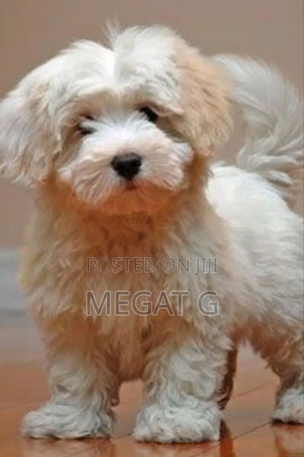 1-3 months Male Purebred Maltipoo