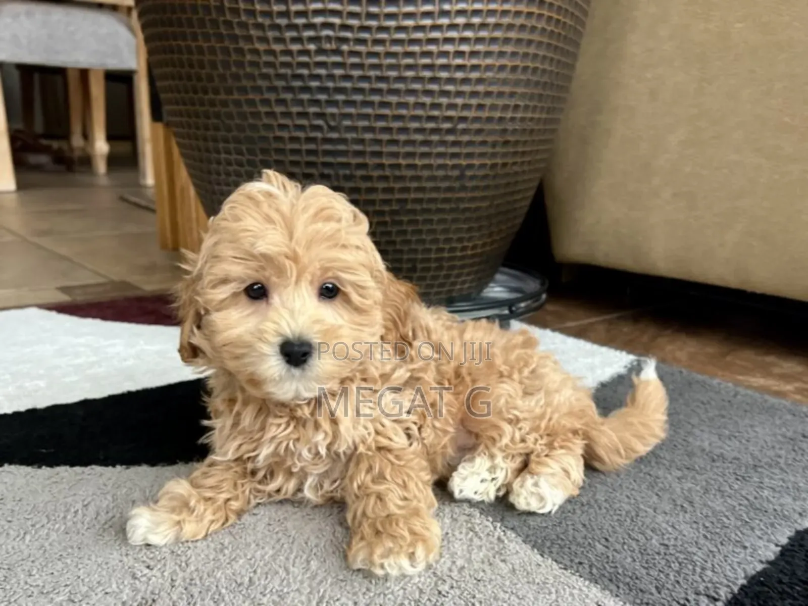 1-3 months Male Purebred Maltipoo