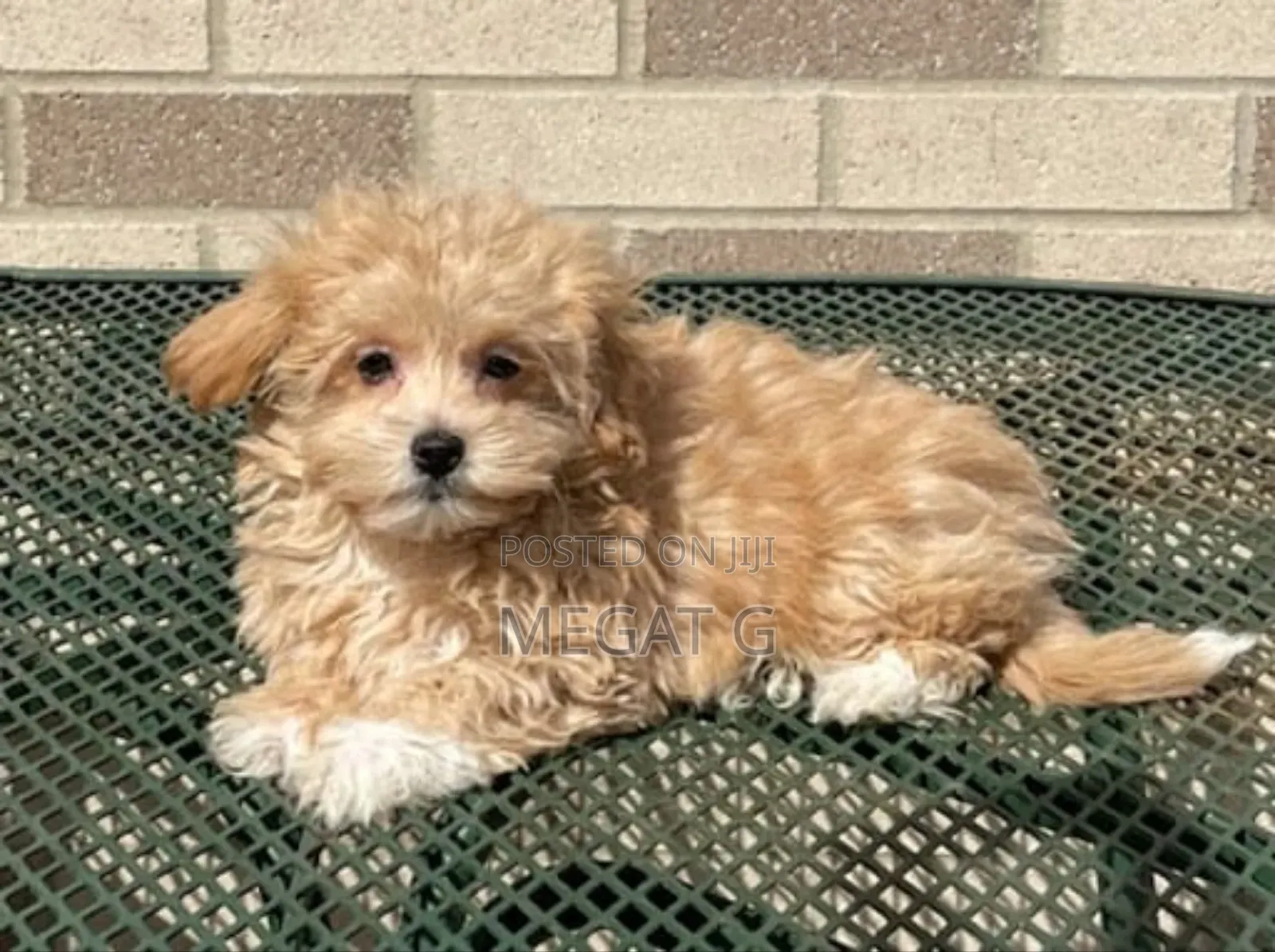 1-3 months Male Purebred Maltipoo