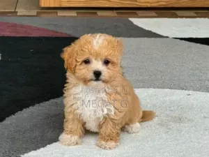 1-3 months Male Purebred Maltipoo