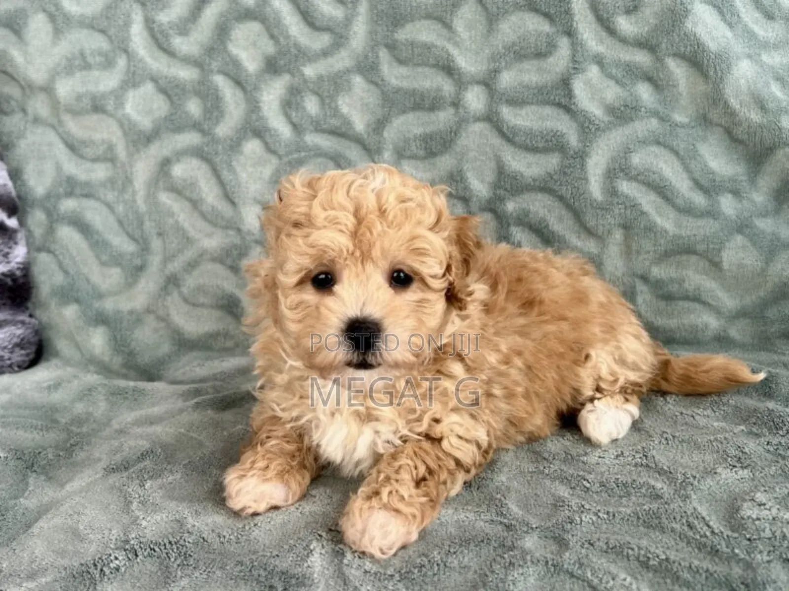 1-3 months Male Purebred Maltipoo
