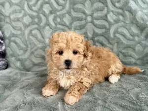 1-3 months Male Purebred Maltipoo