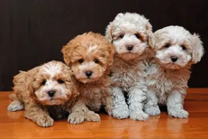 1-3 months Male Purebred Maltipoo