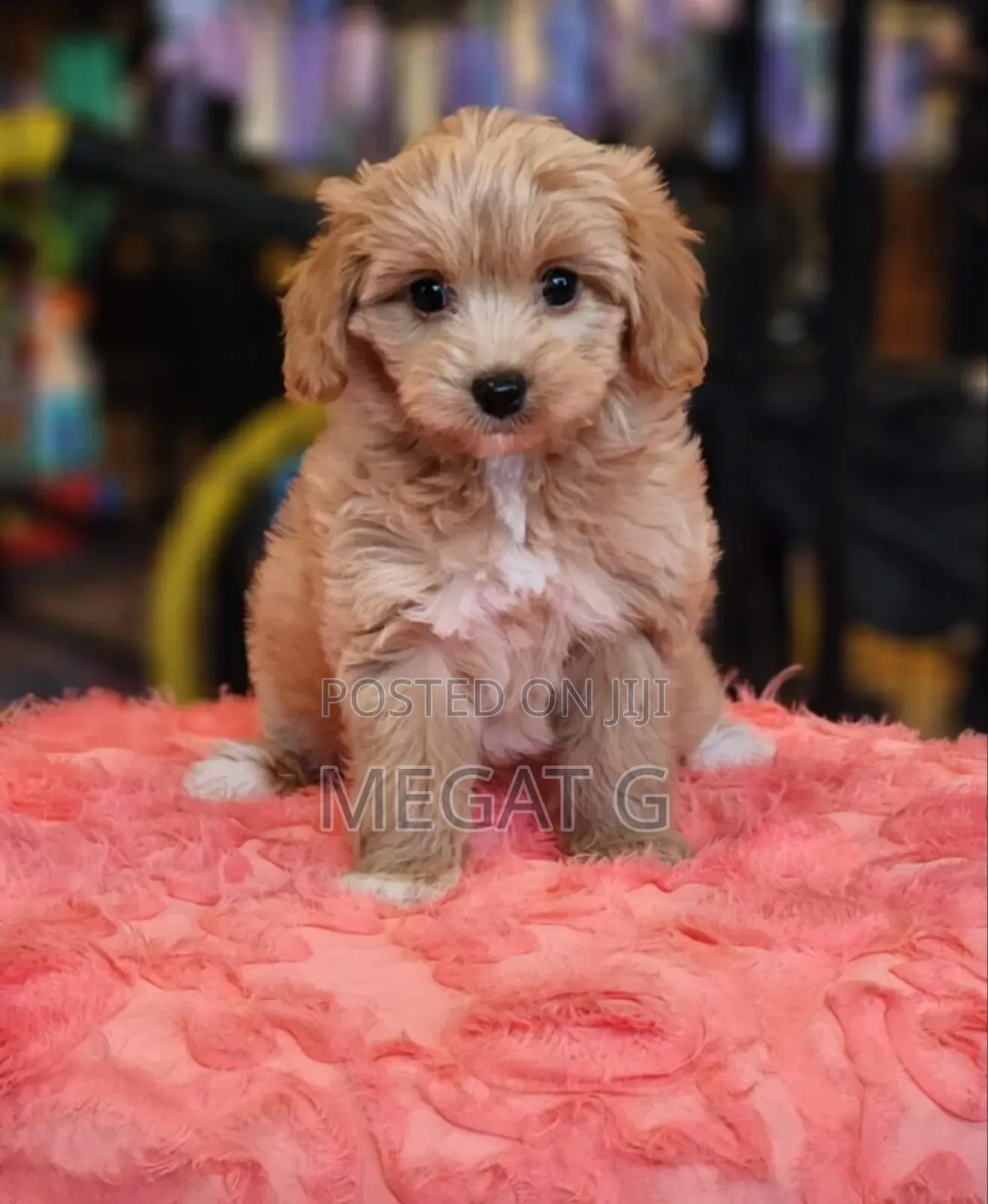 1-3 months Male Purebred Maltipoo