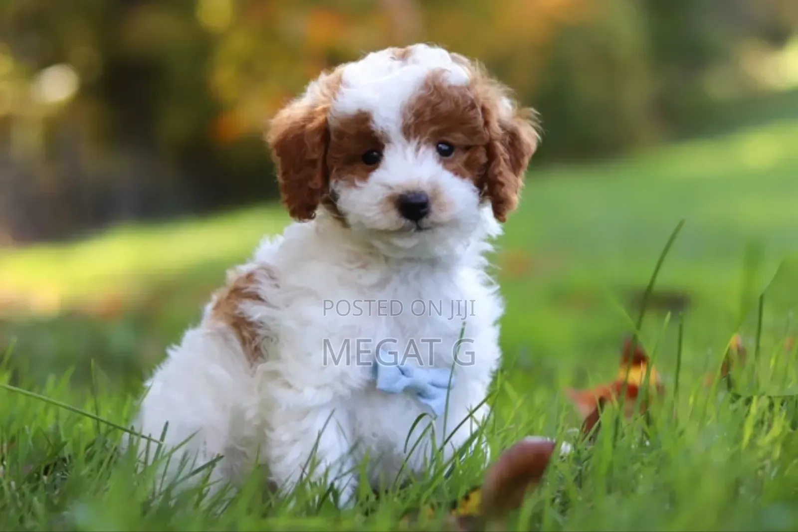 1-3 months Male Purebred Maltipoo