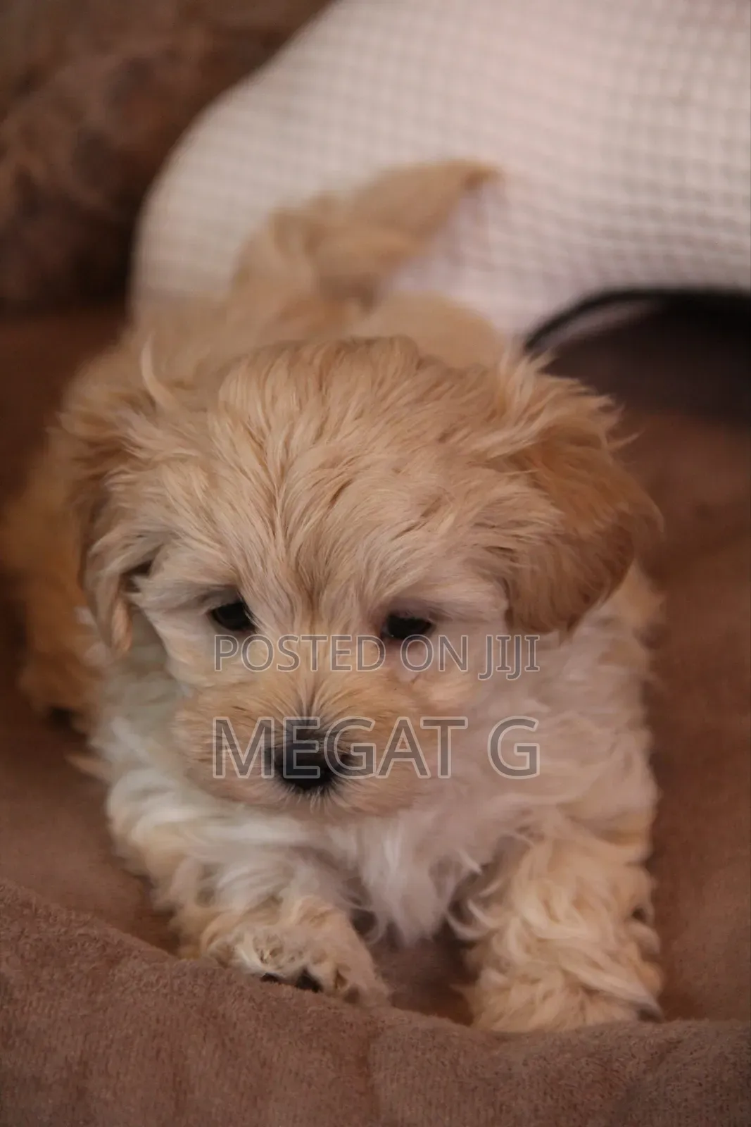 1-3 months Male Purebred Maltipoo