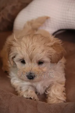 1-3 months Male Purebred Maltipoo