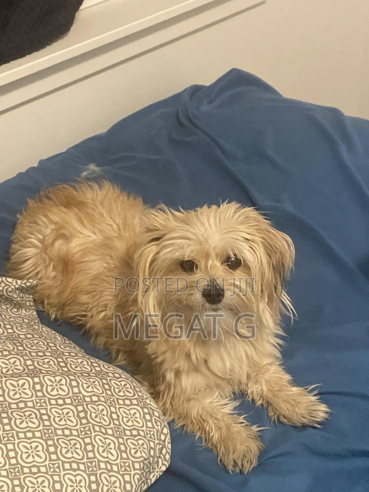 1-3 months Male Purebred Maltese