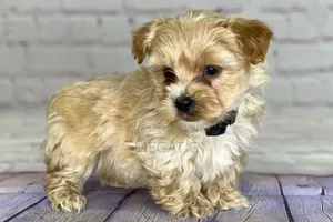 1-3 months Male Purebred Maltese