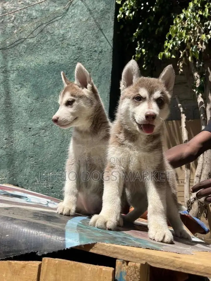 3-6 months Male Purebred Siberian Husky