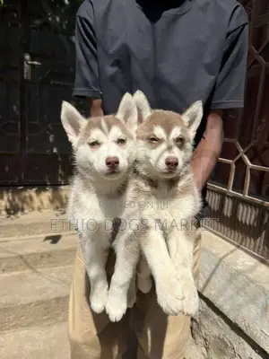 3-6 months Male Purebred Siberian Husky