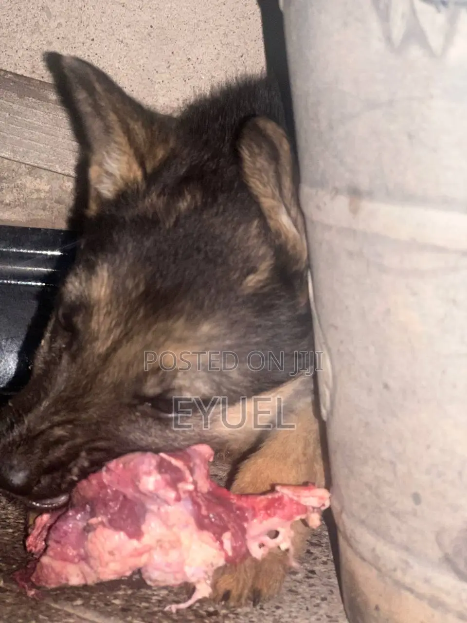 1-3 months Female Purebred German Shepherd