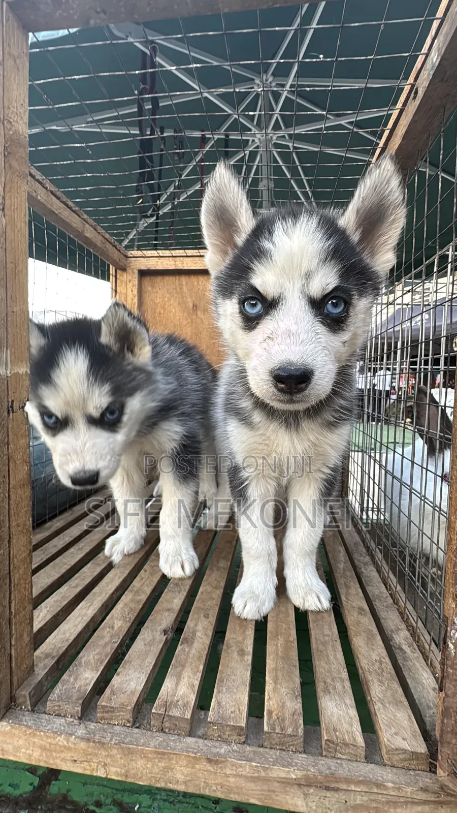 1-3 months Male Purebred Siberian Husky