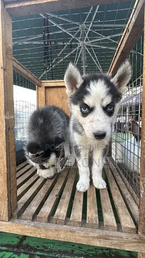 1-3 months Male Purebred Siberian Husky