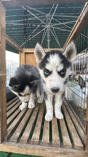 1-3 months Male Purebred Siberian Husky