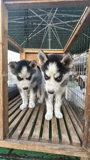 1-3 months Male Purebred Siberian Husky