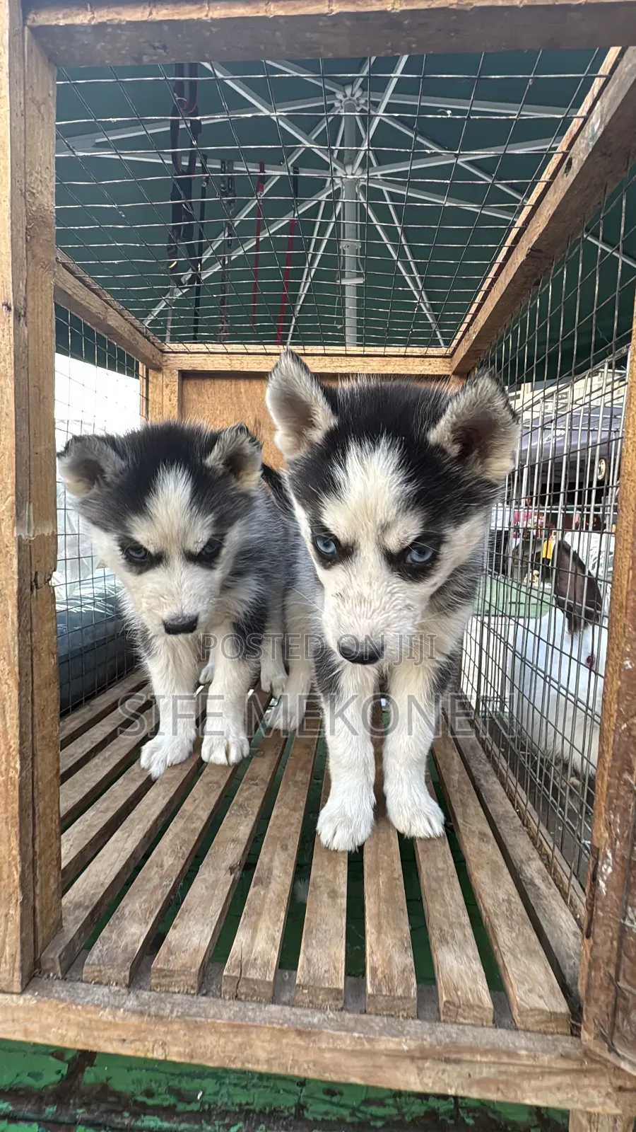 1-3 months Male Purebred Siberian Husky
