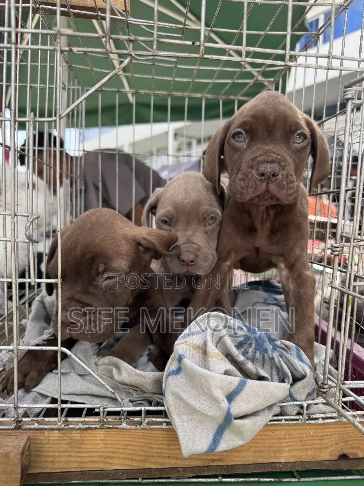 1-3 months Male Purebred Bullmastiff