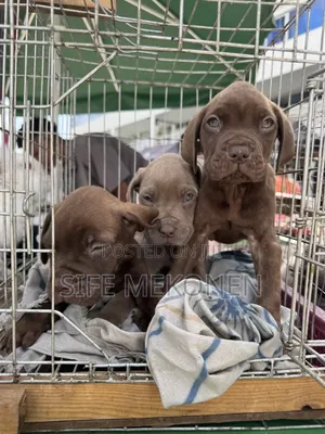 1-3 months Male Purebred Bullmastiff