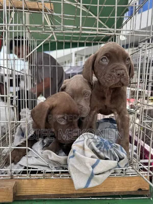 1-3 months Male Purebred Bullmastiff