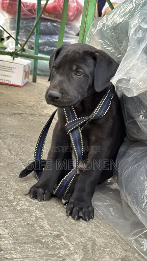 1-3 months Male Purebred Great Dane