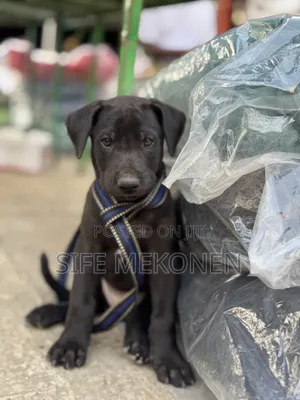 1-3 months Male Purebred Great Dane
