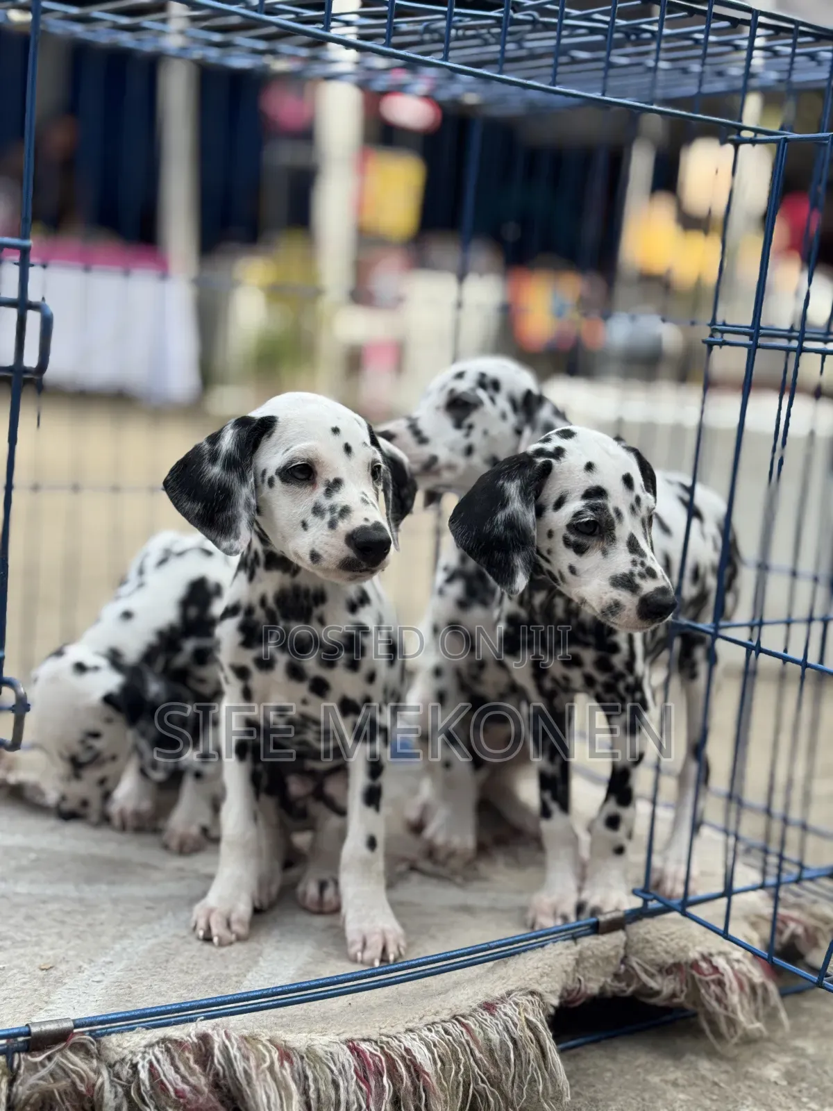 1-3 months Male Purebred Dalmatian