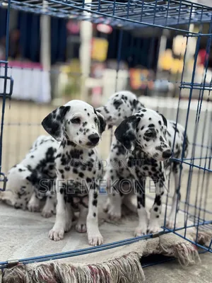 1-3 months Male Purebred Dalmatian
