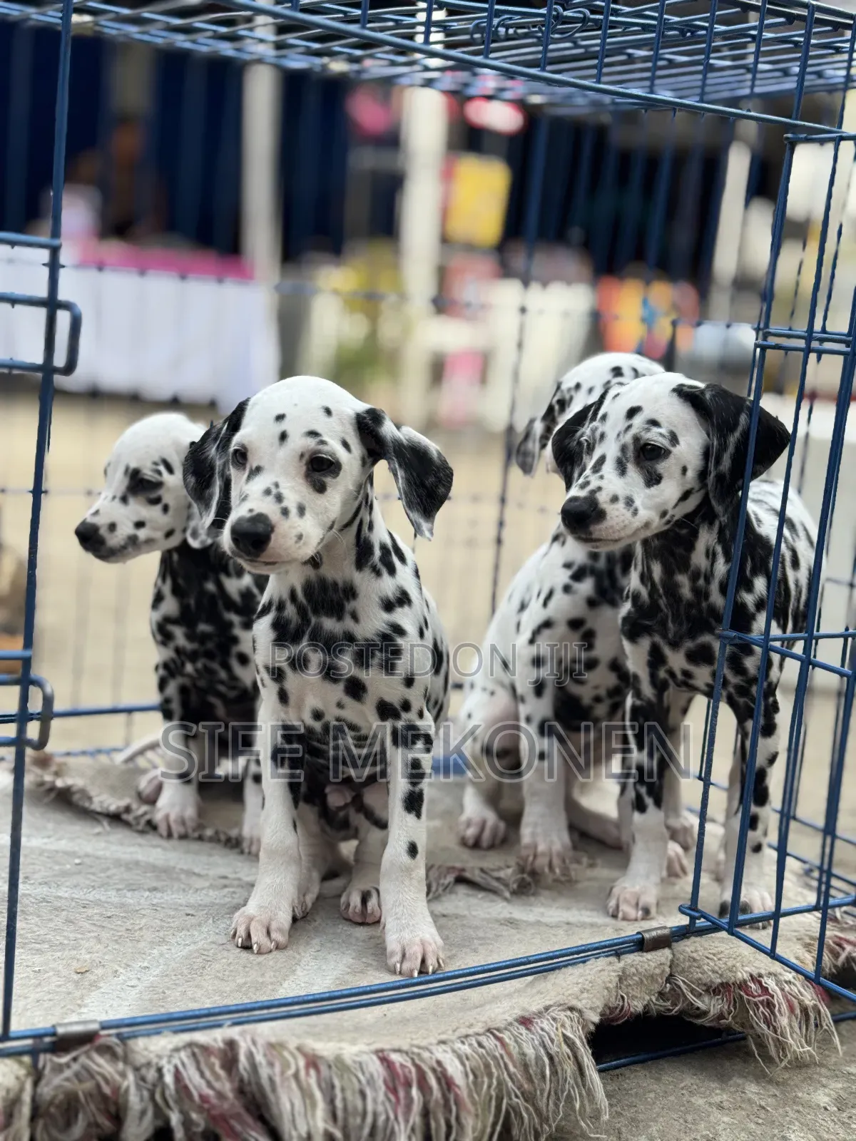 1-3 months Male Purebred Dalmatian